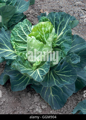 Cabbage - `Dorado' (Spring)   VEG046563 Stock Photo